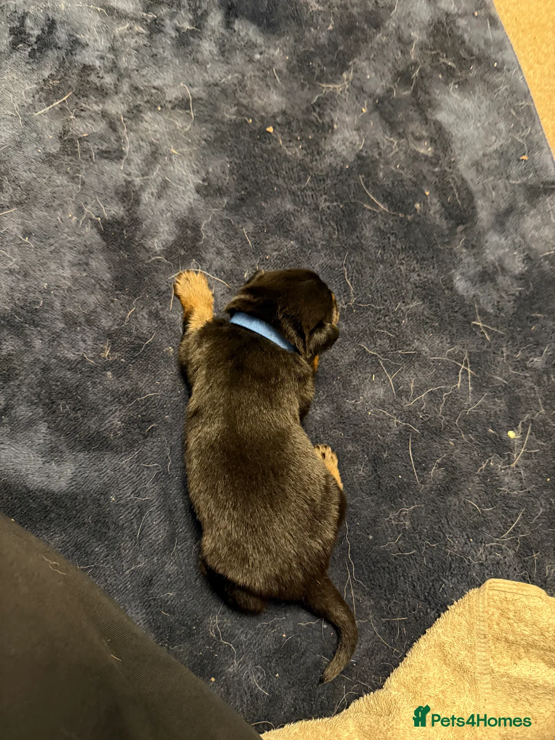 Mixed Breed dogs for sale: Shepweiler Puppies (GSD x Rottie) - Advert 13