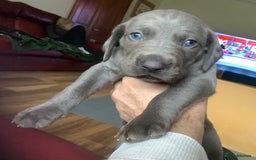 Mixed Breed dogs for sale: Great Weimar puppies  - Image 11