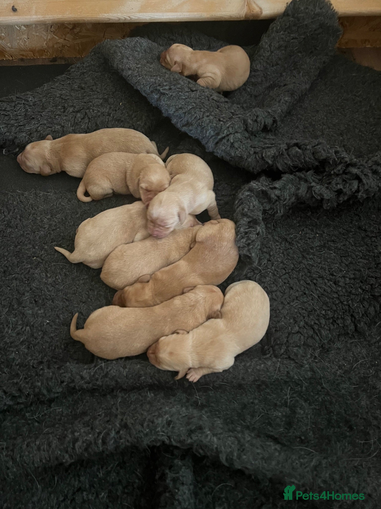 Labrador Retriever dogs Working fox Red/yellow Labradors - Advert 2