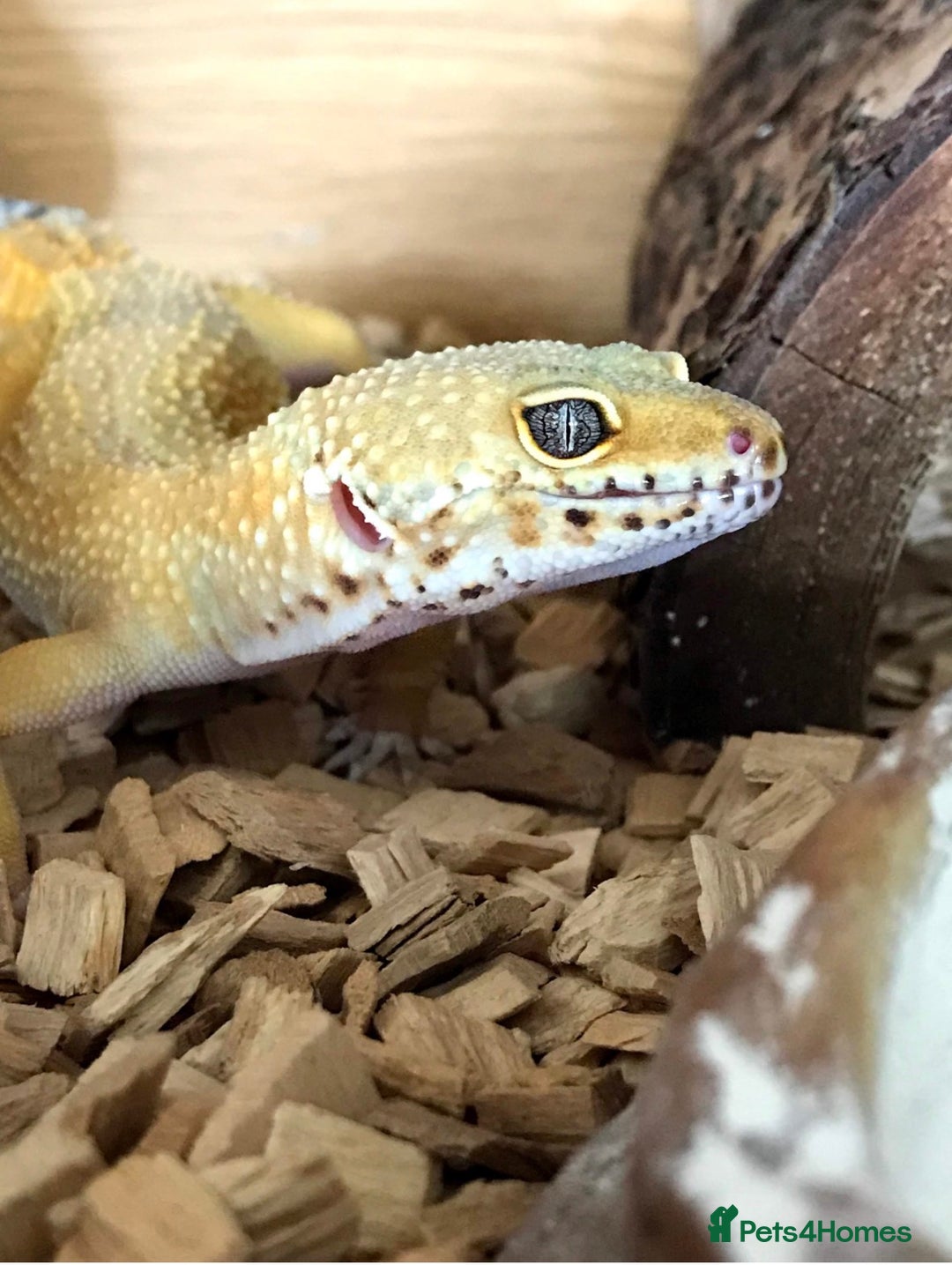 Leopard Gecko reptiles for sale: Female leopard gecko for rehoming  - Advert 1