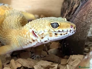 Leopard Gecko reptiles Female leopard gecko for rehoming - Advert 4