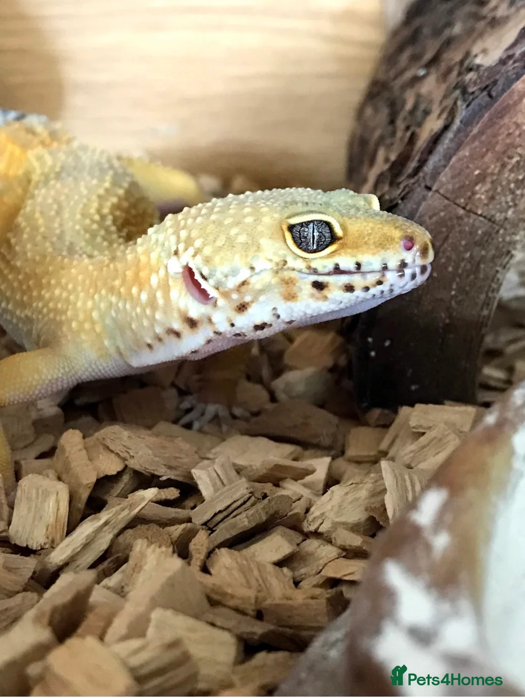 Leopard Gecko reptiles for sale: Female leopard gecko for rehoming  - Advert 1