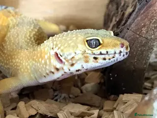Leopard Gecko reptiles Female leopard gecko for rehoming - Advert 1