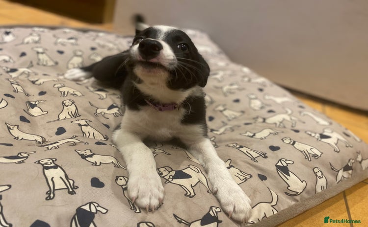Border Collie dogs - Advert 4
