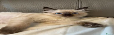 Ragdoll 1