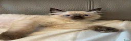 Ragdoll cats for sale: Stunning ragdoll kittens ready now  - Advert 15