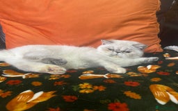 Exotic cats for sale: EXCEPTIONAL GCCF PERSIAN EXOTIC  - Image 4