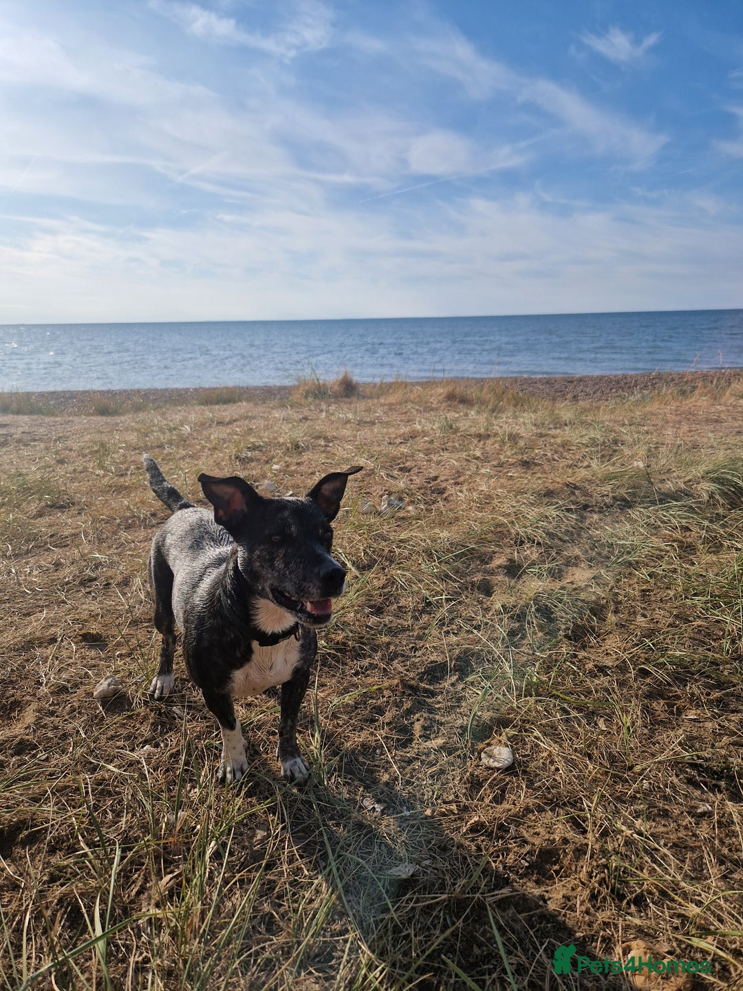 Mixed Breed dogs for sale: Brie is looking for active dog free home  - Image 5