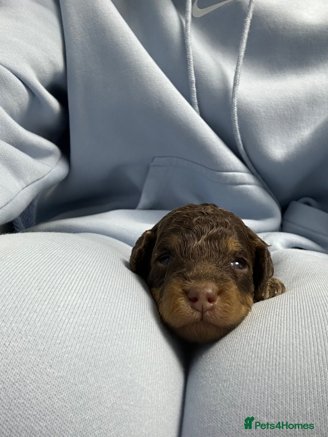 Toy Poodle dogs for sale: Toy poodle girls and boy - Image 17