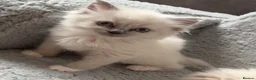Ragdoll cats for sale: Gorgeous blue point ragdoll kitten - Advert 3