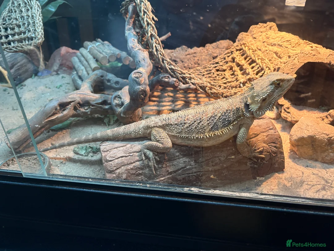 Bearded Dragon reptiles for sale: Bearded dragon in Nottingham - Advert 1
