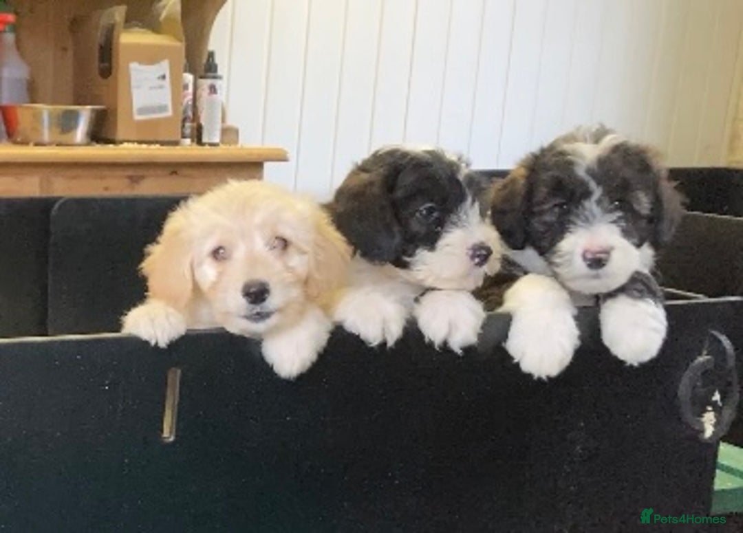 Mixed Breed dogs for sale: Bearded Collie Cross Miniature Poodle Puppies - Image 9