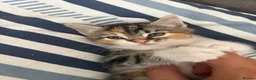 Mixed Breed cats for sale: Calico Kittens for sale  in London - Advert 4