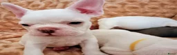 French Bulldog dogs for sale: pedigree French Bulldog pups - Advert 3