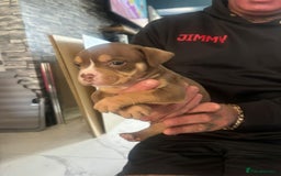American Bulldog dogs for sale: Pocket bully’s  - Image 1