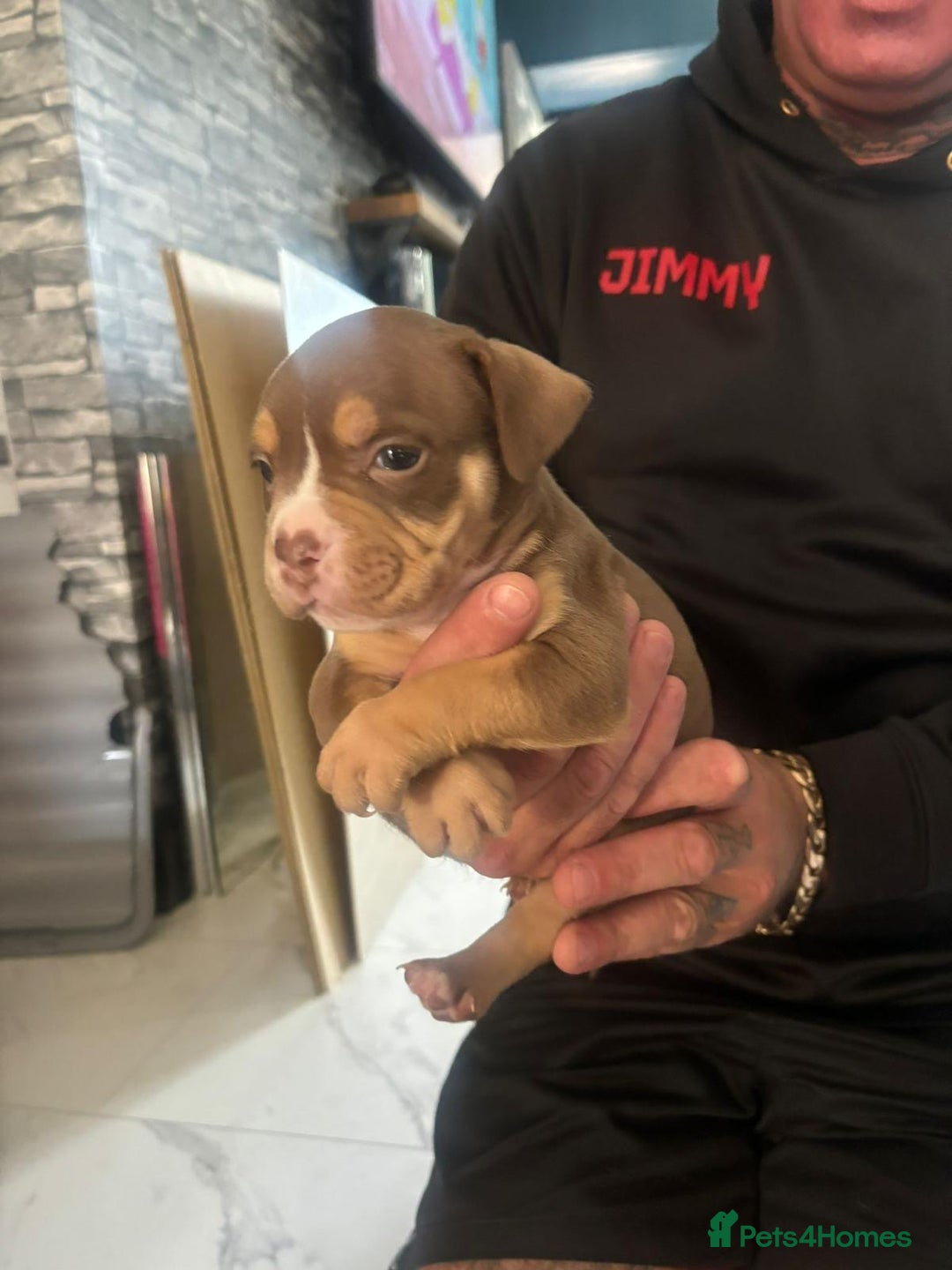 American Bulldog dogs for sale: Pocket bully’s  - Image 1