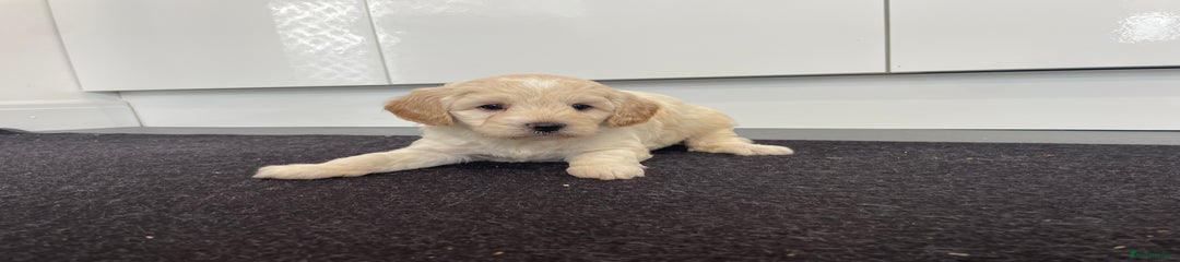 Cavapoochon Puppy 3