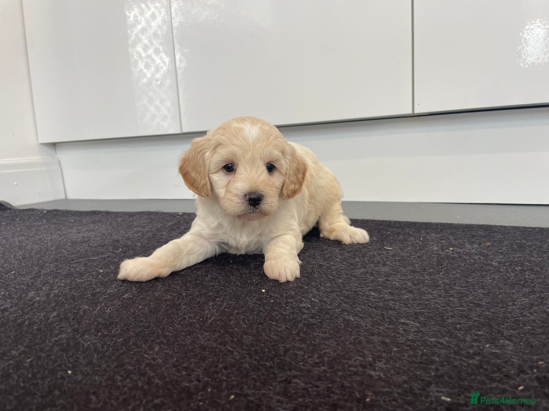 Cavapoochon dogs for sale: Beautiful Cavapoochon puppies for sale  - Image 19