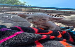 Sphynx cats for sale: Elf Sphynx Kittens  - Image 11