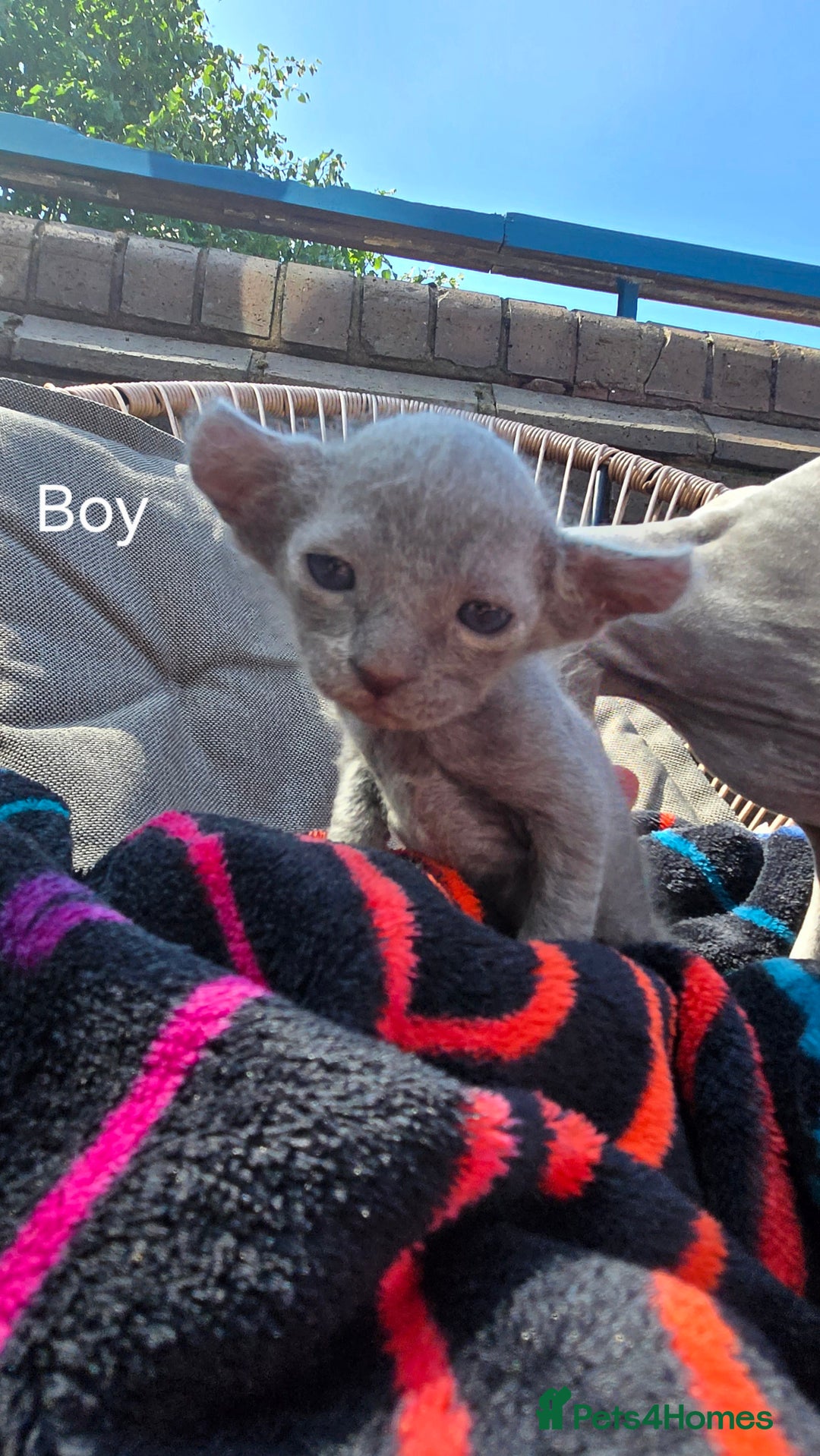 Sphynx cats for sale: Elf Sphynx Kittens  - Image 11