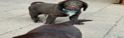 Sprocker dogs for sale: Sprocker spaniel puppies health tested parentage in Lytham Saint Annes - Advert 25