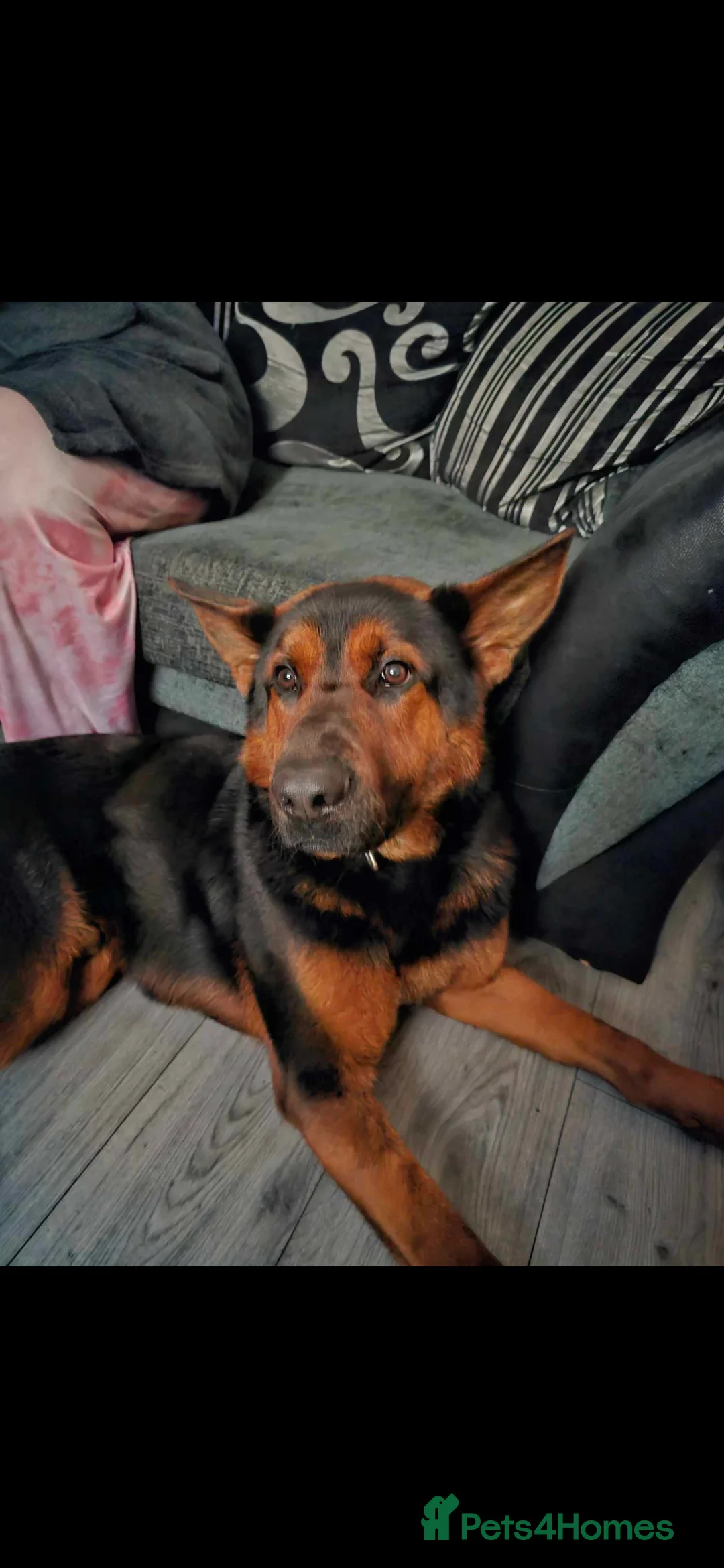 Mixed Breed dogs for sale: Tyson Chinese red dog/German shepherd  - Advert 7