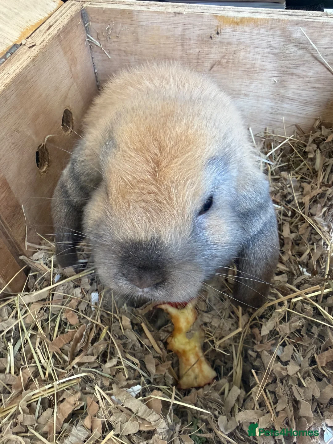 Mini Lop rabbits for sale: 1 perfect pure bred baby mini lop male rabbit - Advert 2