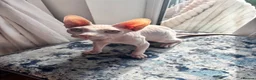 Sphynx cats for sale: Luca looking for a loving home  - Advert 2