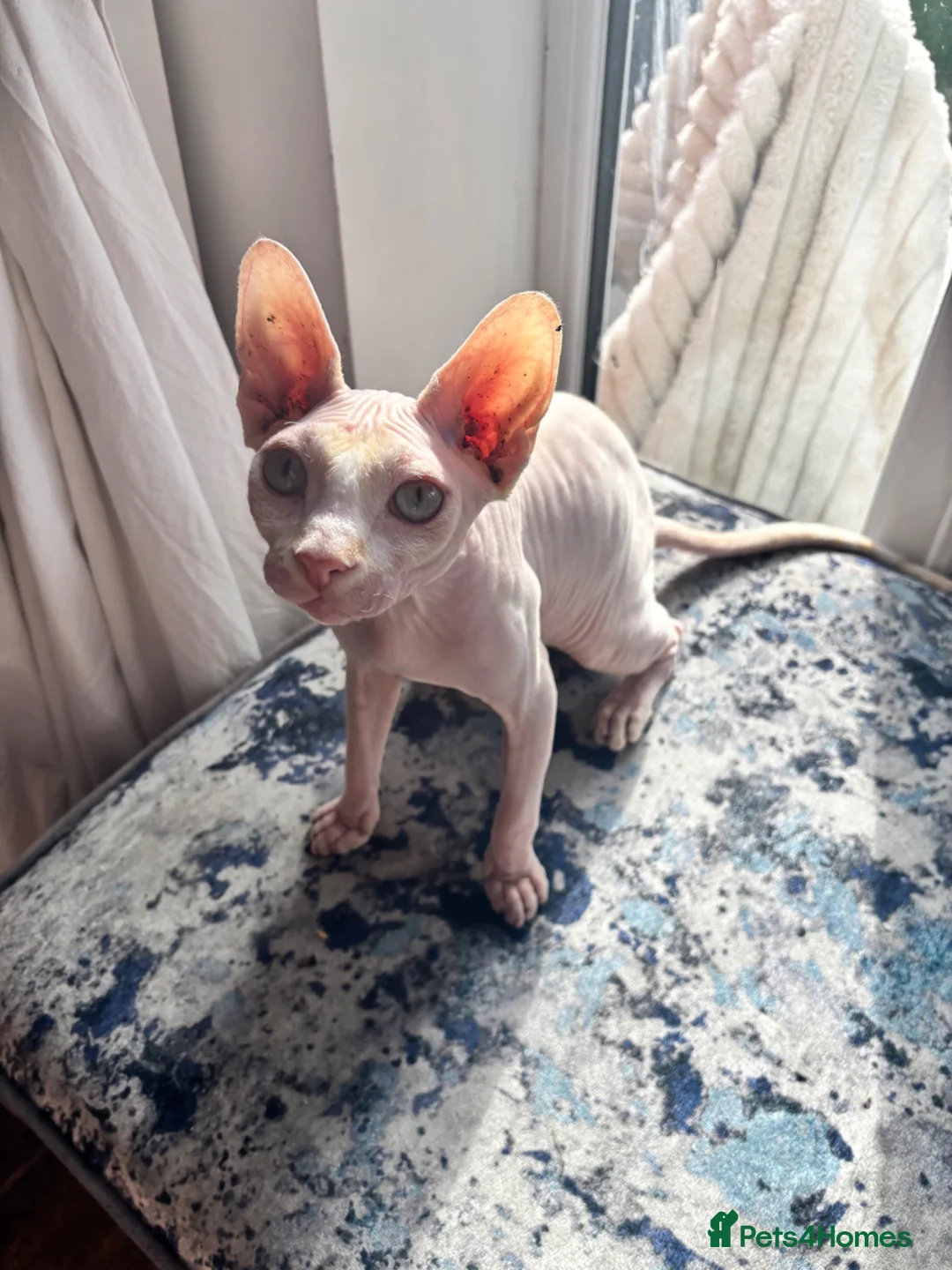 Sphynx cats for sale: Luca looking for a loving home  - Advert 2