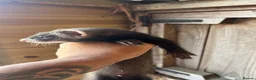 Ferret rodents for sale: Micro eu ferrets at 4 girls left 6 boys  - Advert 10