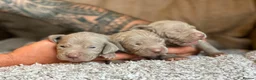 Weimaraner dogs for sale: KC Registered silver Weimaraner puppies in Mold - Advert 13