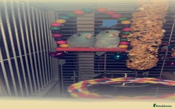 Parakeets birds for sale: For sale  - Image 4