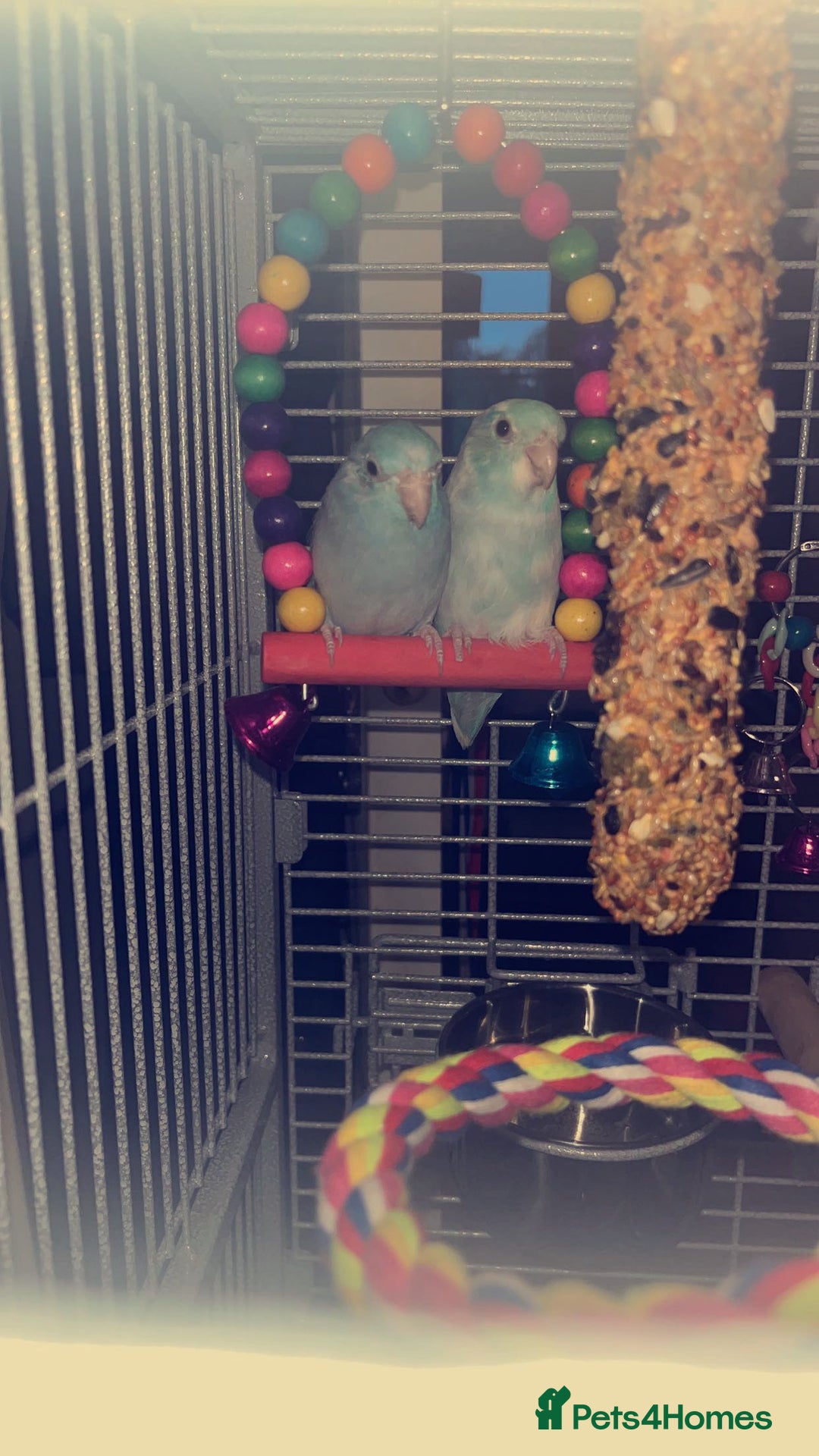 Parakeets birds for sale: For sale  - Image 4