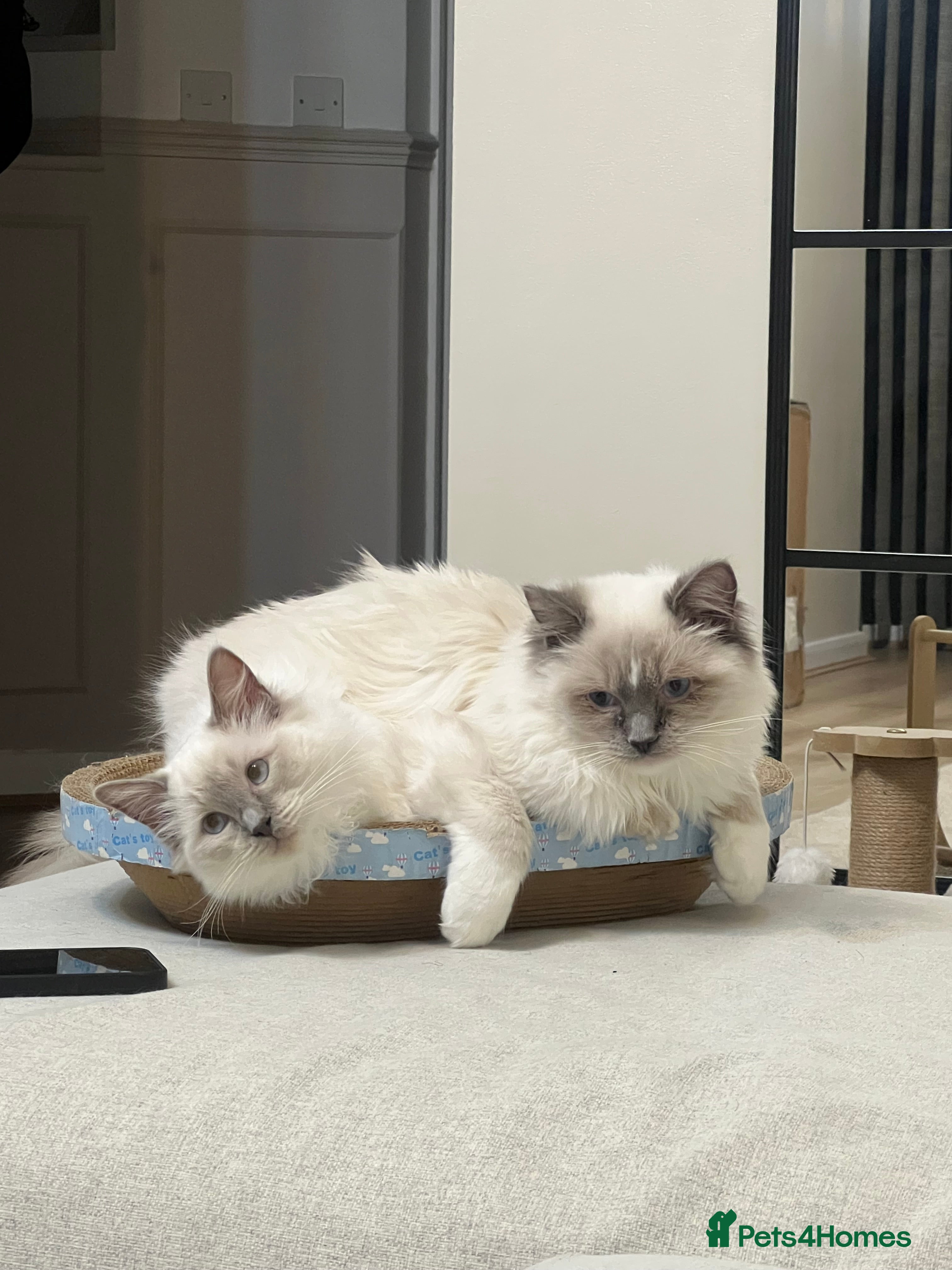 Ragdoll cats Boy and girl Ragdoll  - Advert 1