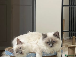 Ragdoll cats Boy and girl Ragdoll - Advert 1