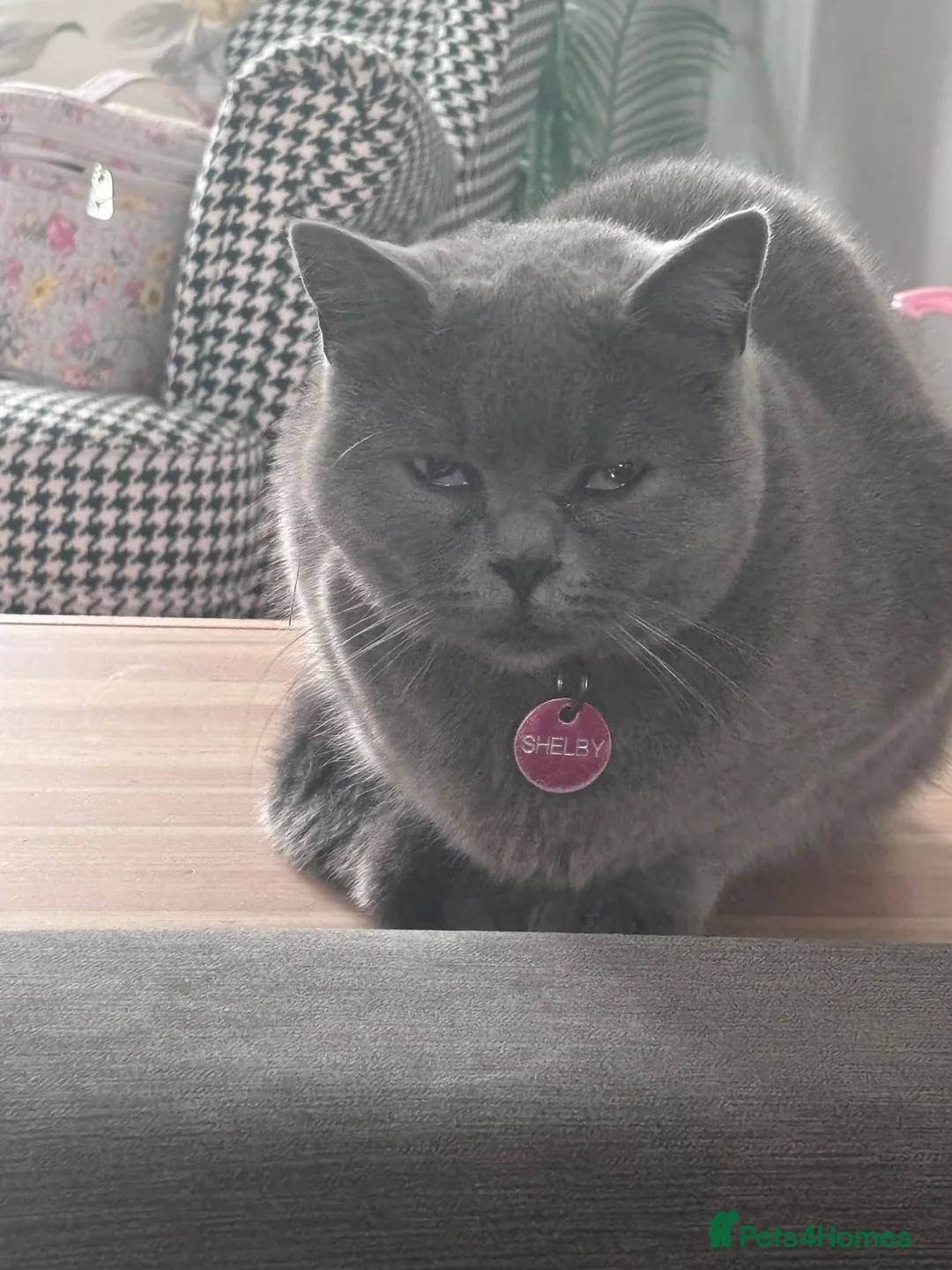 British Shorthair cats for sale: British blue  - Advert 2