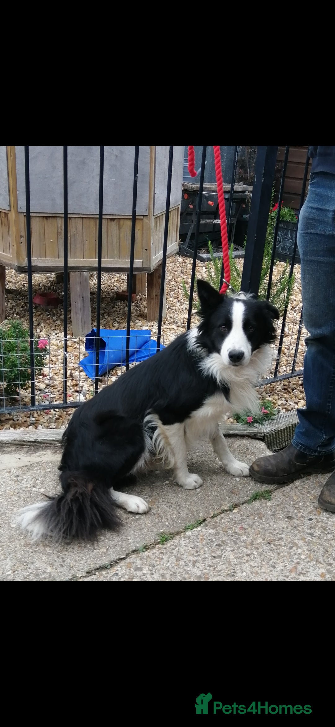 Border Collie dogs for sale: Long coated traditional border collie pups - Advert 26
