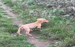 Cocker Spaniel dogs for sale: Working cocker spaniel last girl available  - Image 13