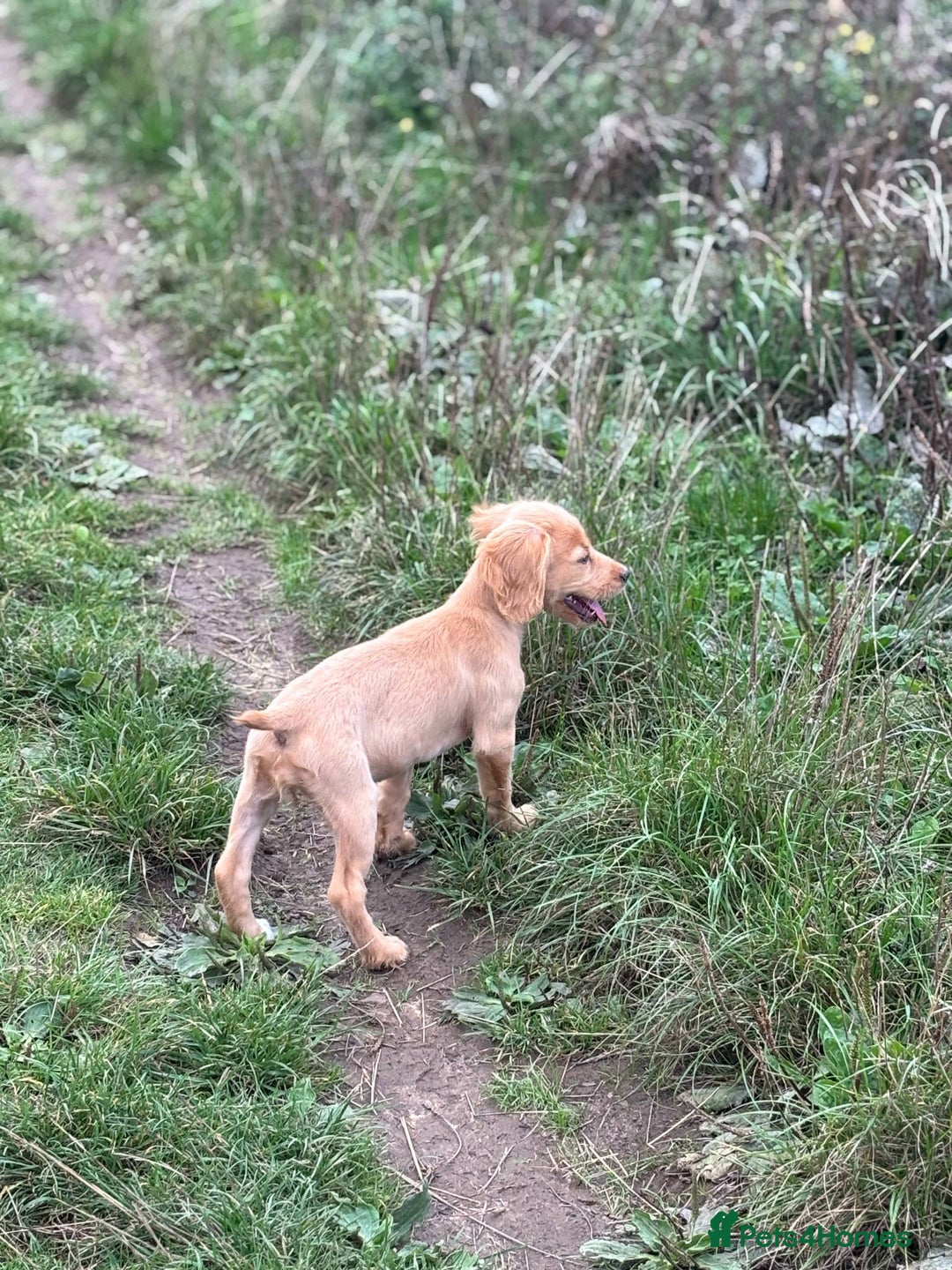 Cocker Spaniel dogs for sale: Working cocker spaniel last girl available  - Image 13