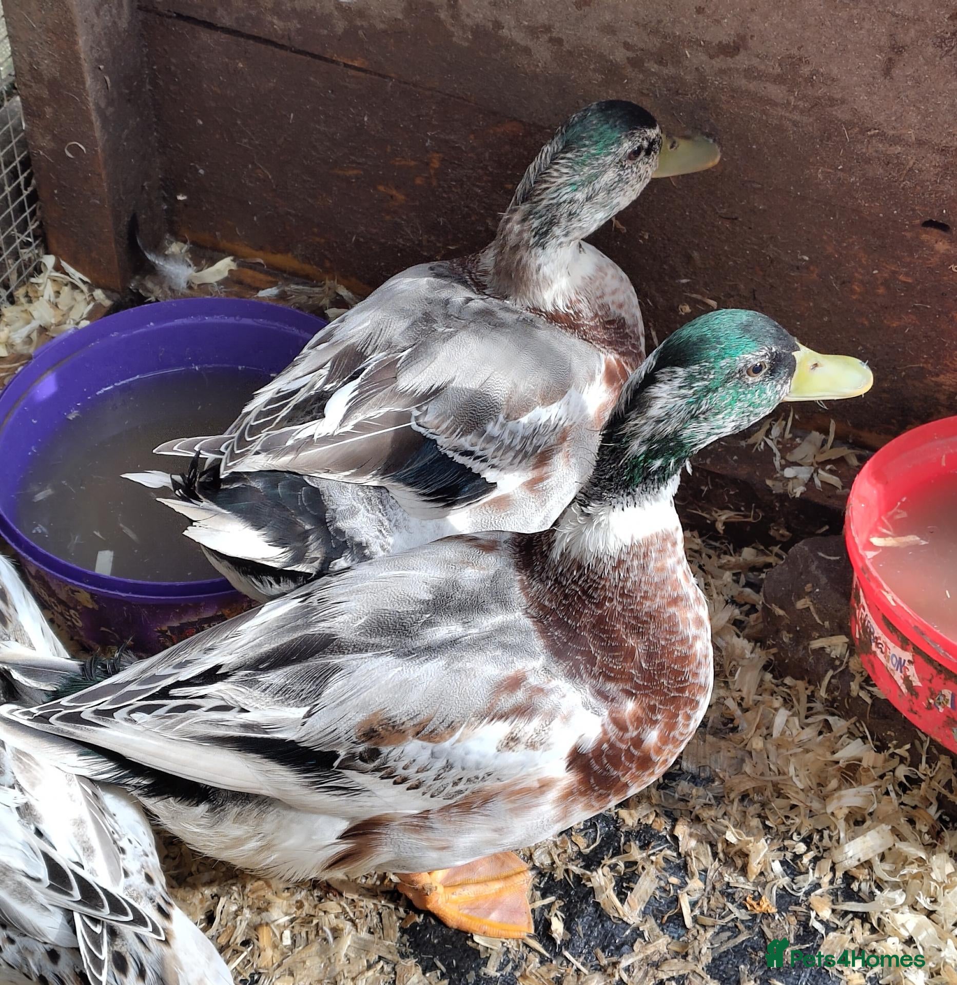 Ducks poultry Appleyard miniature drakes for sale - Advert 16