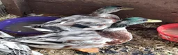 Ducks poultry for sale: Appleyard miniature drakes for sale - Advert 1