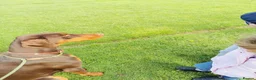 Dobermann dogs for sale: KC registered Dobermann pups - Advert 15