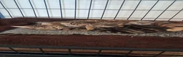 Bengal cats for sale: Beautiful part Bengal kittens - Advert 7