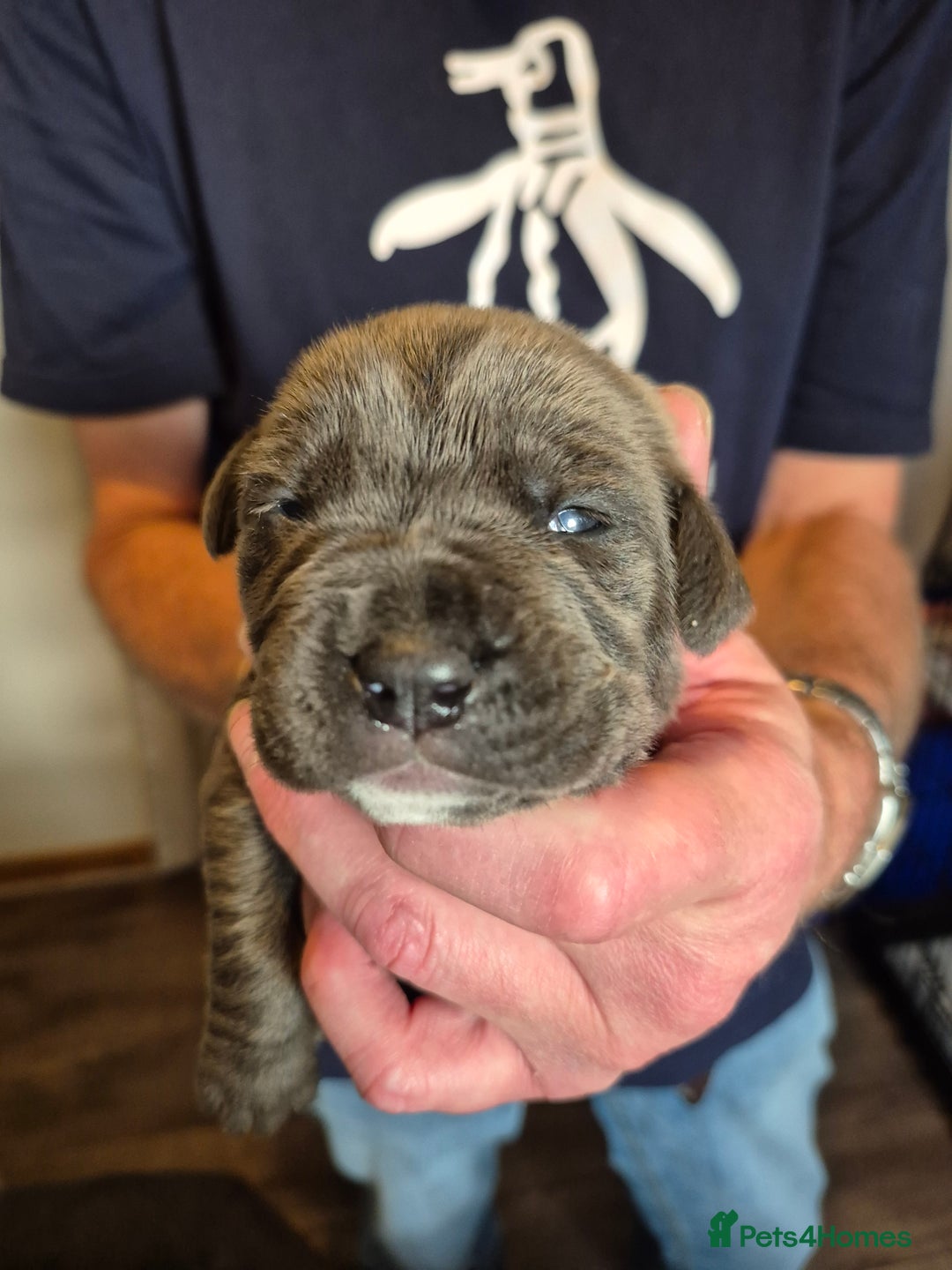 Cane Corso dogs for sale: Cane Corso Pups  - Image 8