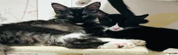 Maine Coon cats for sale: Full bread Maine coon kittens 6 left  - Advert 4