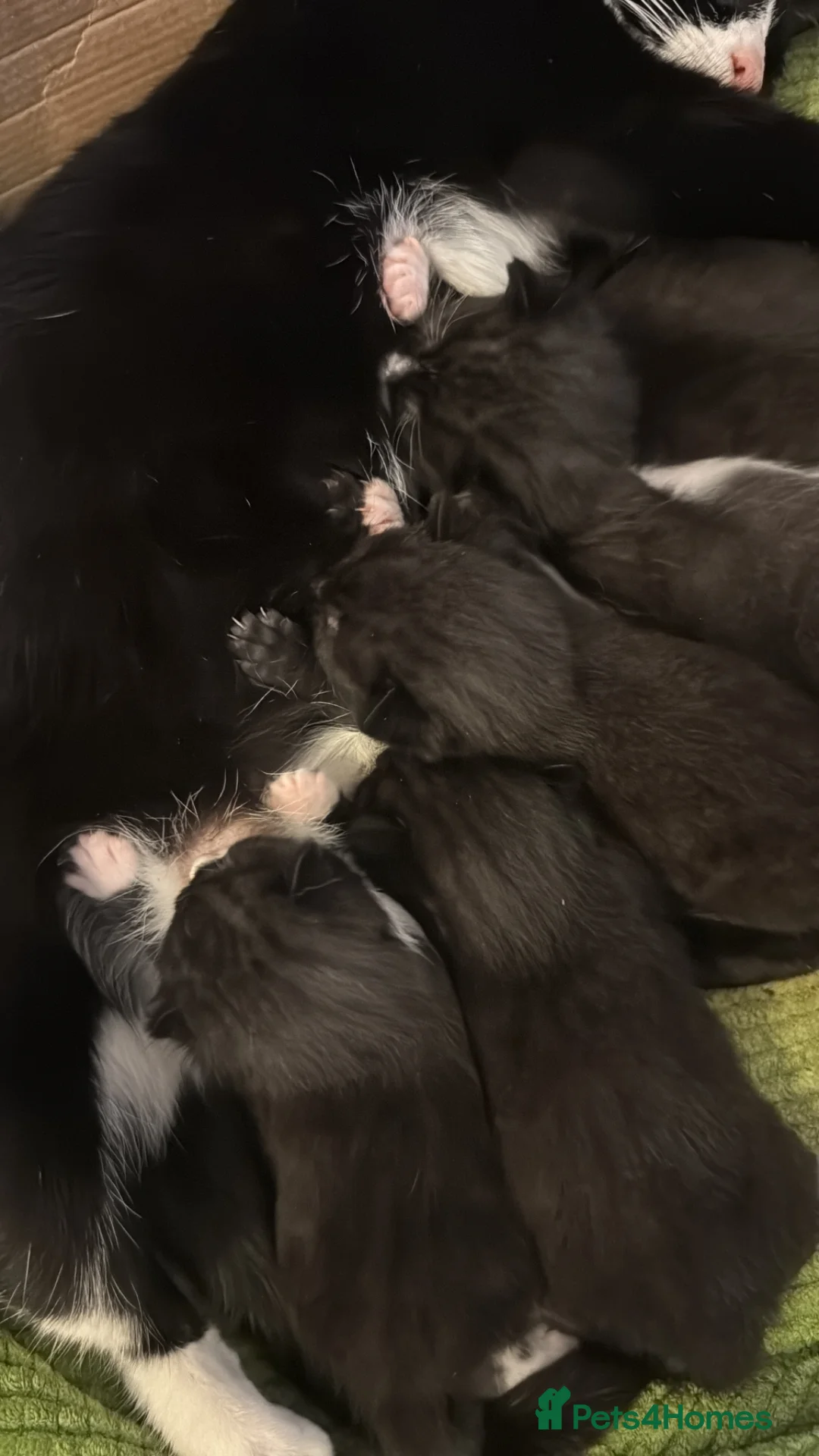 Mixed Breed cats for sale: Stunning cuddly fluffy kittens - Advert 23