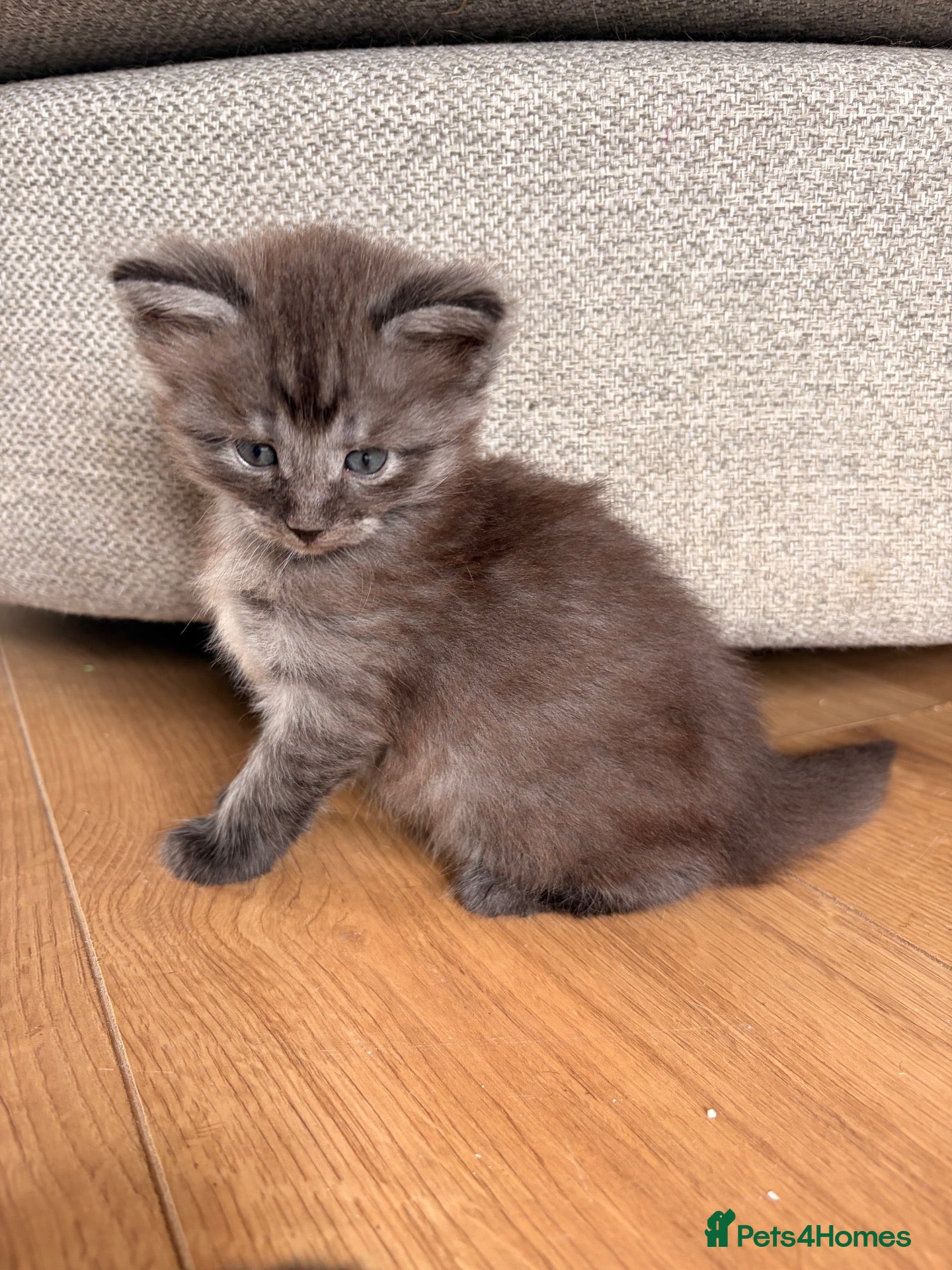 Maine Coon cats Maine coon x BSH Fluffy boys - Advert 13