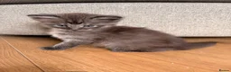 Maine Coon cats for sale: Maine coon x BSH Fluffy boys - Advert 6