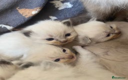 Ragdoll cats for sale: Beautiful Blue Point Ragdoll kittens - Image 4