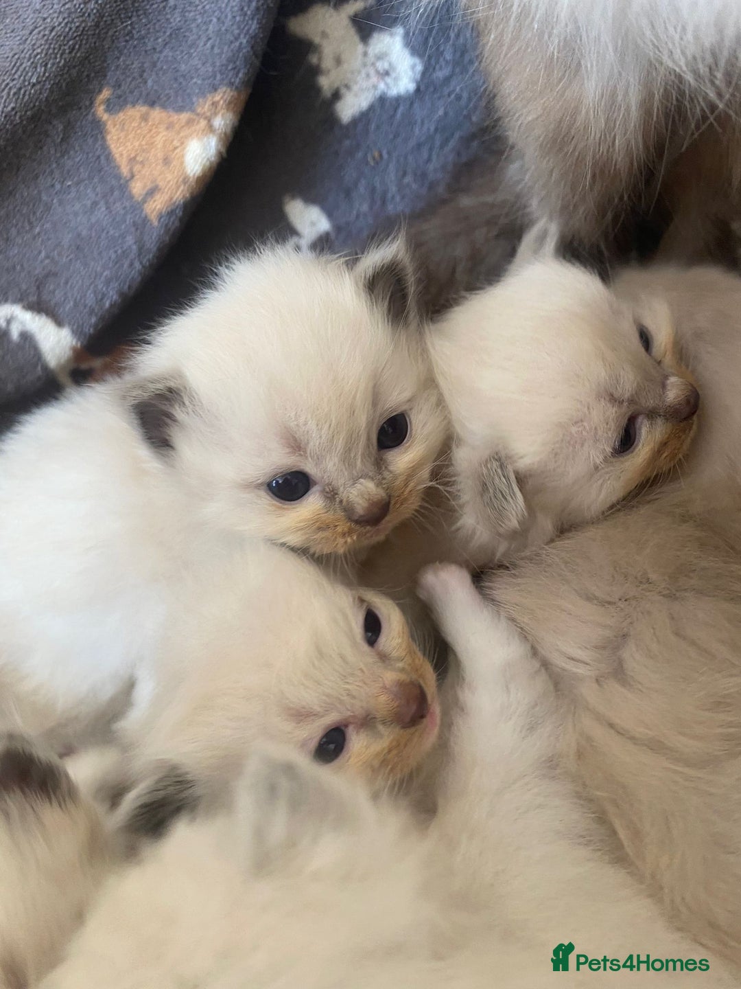 Ragdoll cats for sale: Beautiful Blue Point Ragdoll kittens - Image 4